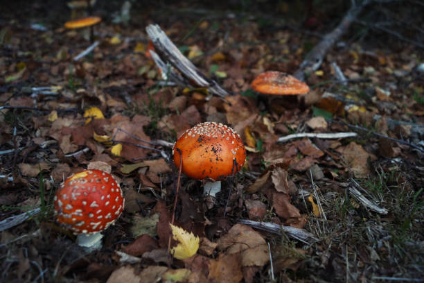 istock Mushrooms growing on the forest floor 1076814744