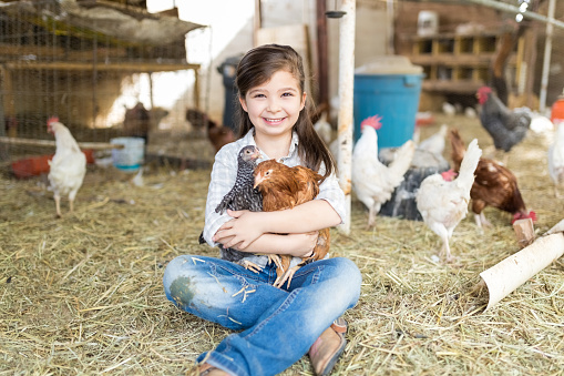 Full length of smiling little girl holding chickens while sitting on hay at poultry farm