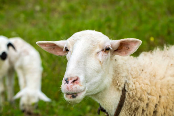 istock Sheeps in a meadow on green grass 1076815868