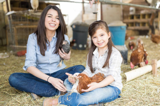 istock Enjoying Leisure Time With Chickens 1076816020