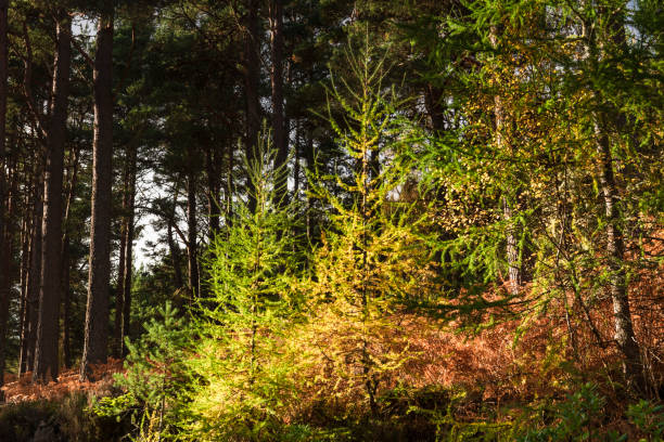 mélèze d’europe jeune - forest fern glade copse photos et images de collection