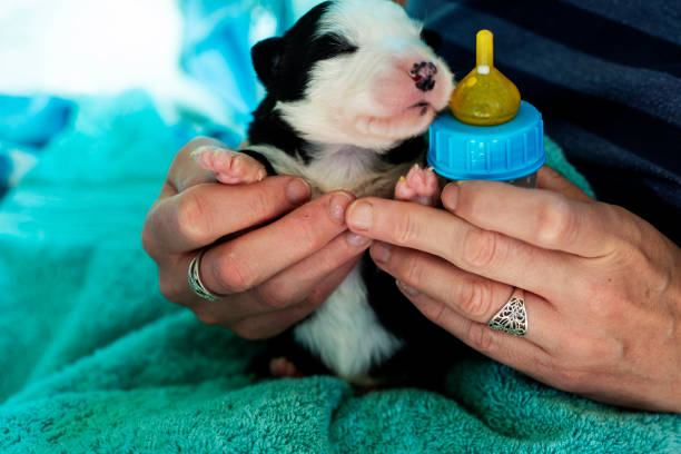 istock Newborn puppy drinking from a bottle 1076818128