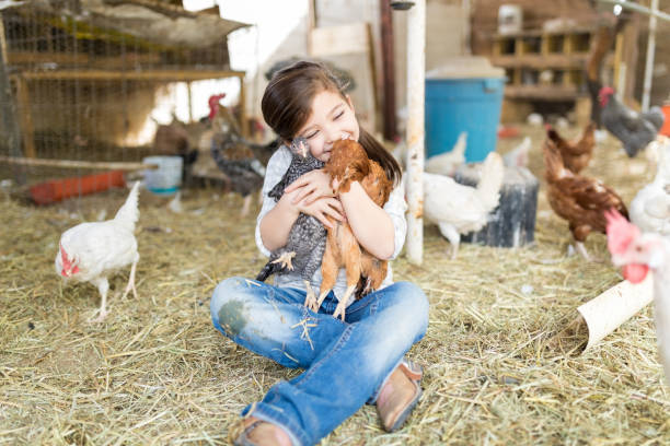 happy girl in love with chickens - agriculture chicken young animal birds photos et images de collection