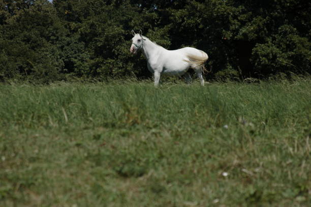 The image showcases a serene scene of a white horse grazing peacefully on green grass, surrounded by vibrant foliage and trees, embodying rural tranquility.
