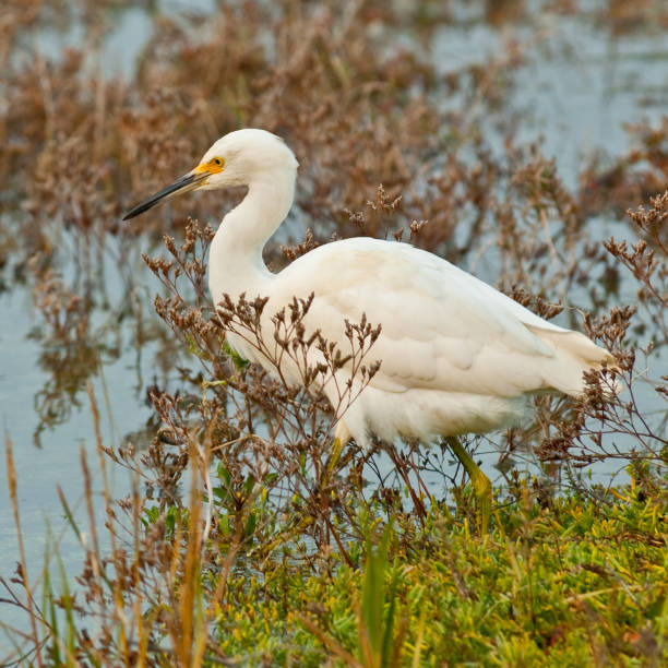 istock Snowy Egret Wading in a Marsh 1076819646