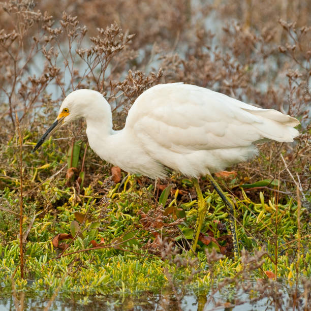 istock Snowy Egret Wading in a Marsh 1076819684