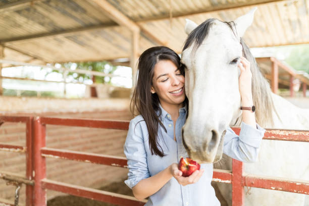 frau kümmert sich um pferde ernährung - pferdeäpfel stock-fotos und bilder