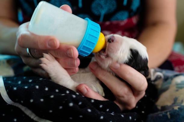 istock Newborn puppy drinking from a bottle 1076820578