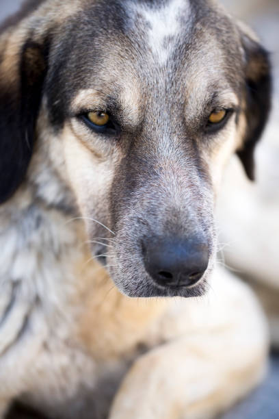 istock Alone stray cat outdoor. Pet animal stray dog. 1076820672