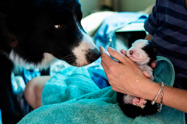 istock Newborn puppy drinking from a bottle 1076824118