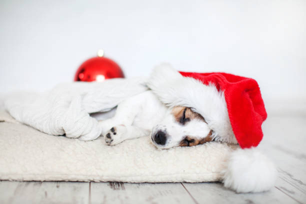 istock Sleeping dog in christmas hat 1076824806