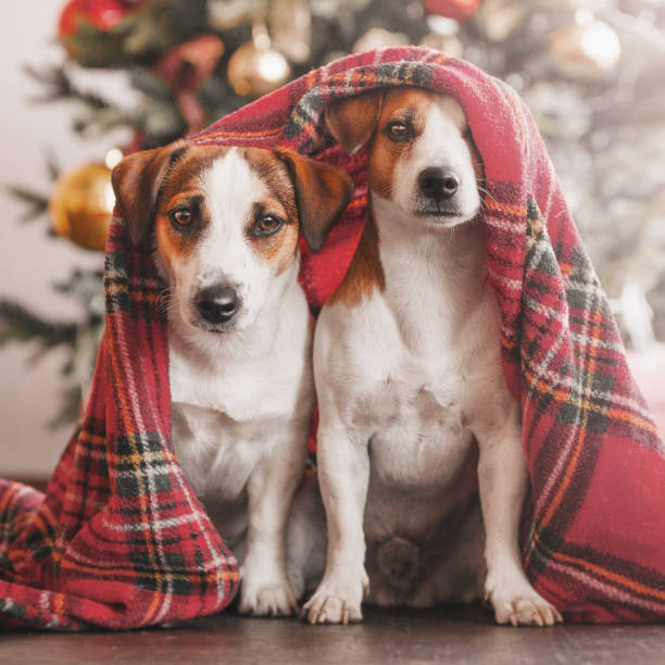 istock Two dogs near christmas tree 1076824810
