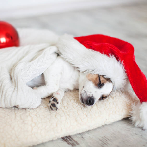 istock Sleeping dog in christmas hat 1076824814