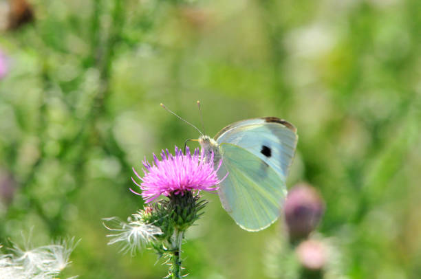 istock Pieris brassicae, the large white, also called cabbage butterfly 1076825576