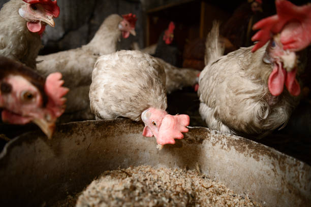 istock live white chickens eat food 1076825640