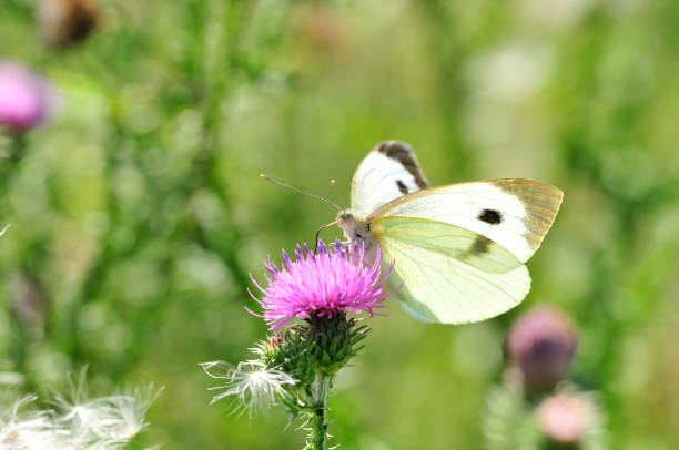 Pieris brassicae, the large white, also called cabbage butterfly, cabbage white is a butterfly in the family Pieridae. Carduus is a genus of flowering plants in the aster family Asteraceae.