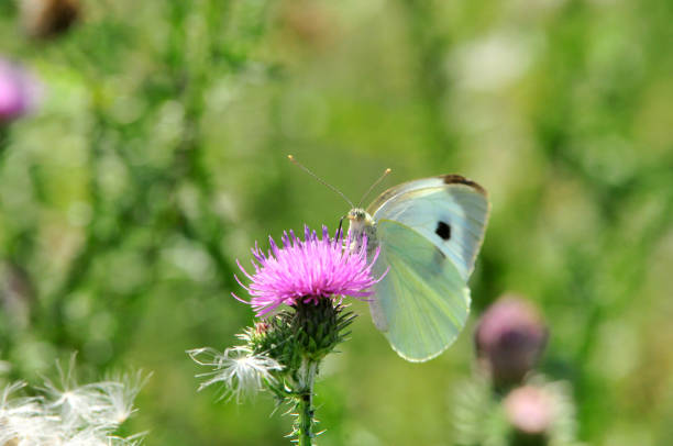 istock Pieris brassicae, the large white, also called cabbage butterfly 1076825658