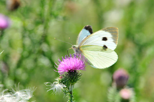 istock Pieris brassicae, the large white, also called cabbage butterfly 1076825696