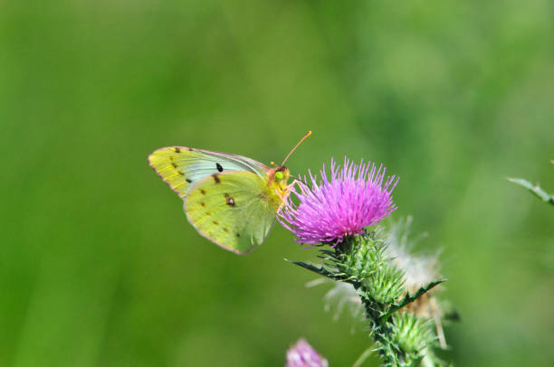 istock Butterfly drinks nectar from a thistle flower plant. 1076825698