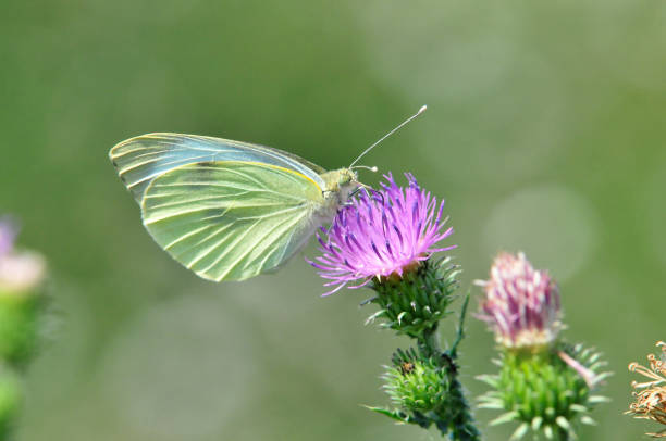 istock Pieris brassicae, the large white, also called cabbage butterfly 1076826296