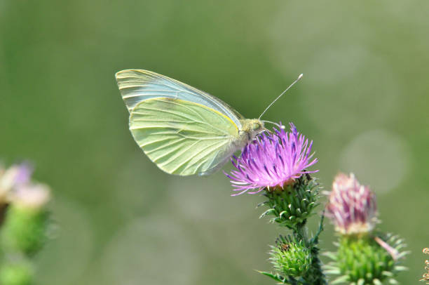 istock Pieris brassicae, the large white, also called cabbage butterfly 1076826650