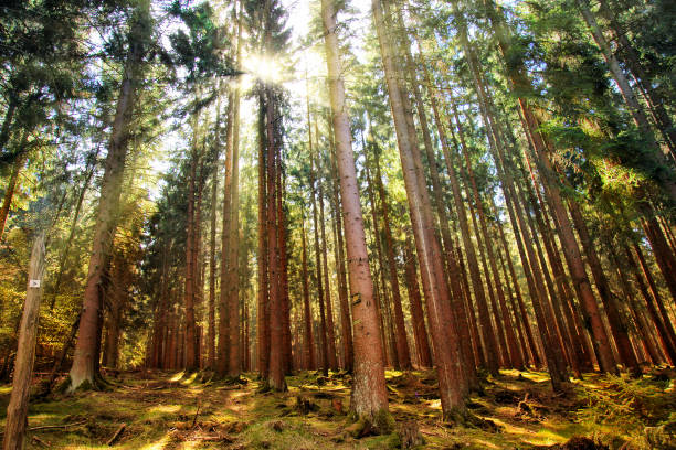 istock Trees in Nature in Park 1076829632