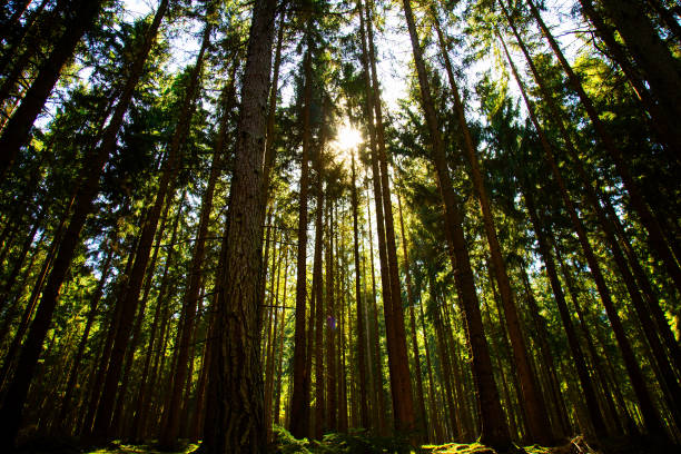 istock Trees in Nature in Park 1076832222