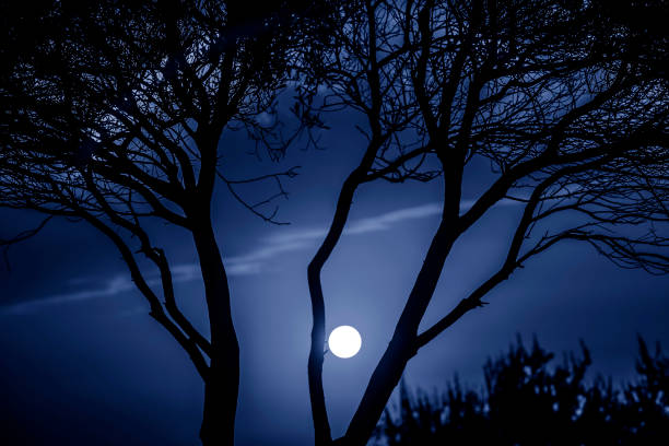 istock Trees in Nature in Park at Night 1076832418