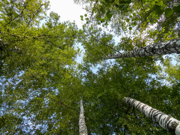 istock Beautiful spring birch grove foliage, fresh leaves in morning light 1076835310