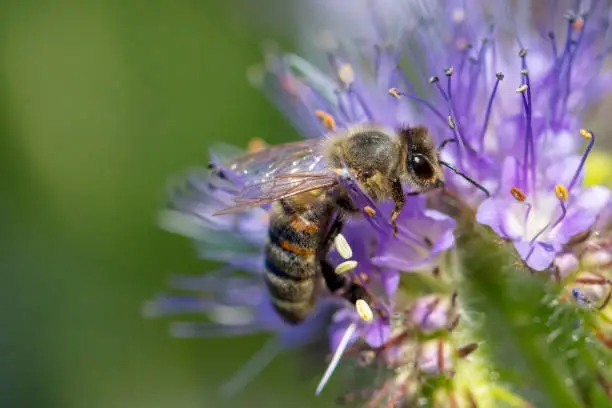Honeybee on purple Phacelia Tanacetifolia flower