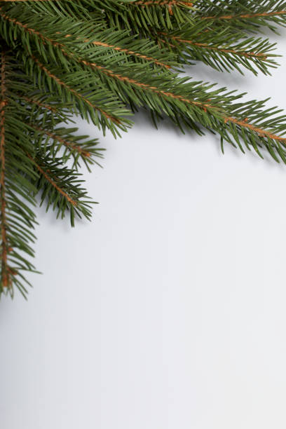 istock The branches of spruce, located on a white background 1076839754