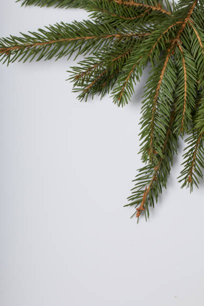 istock The branches of spruce, located on a white background 1076839770