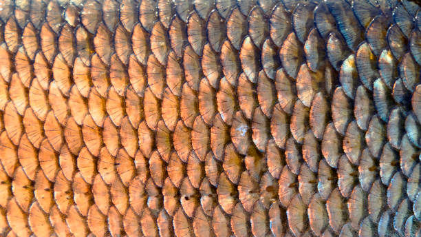 istock Orfe scales, close-up, natural texture, toned 1076841982
