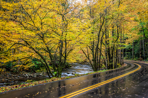 Horizontal shot of a road curving next to the Little River through Smoky Mountains Autumn color.