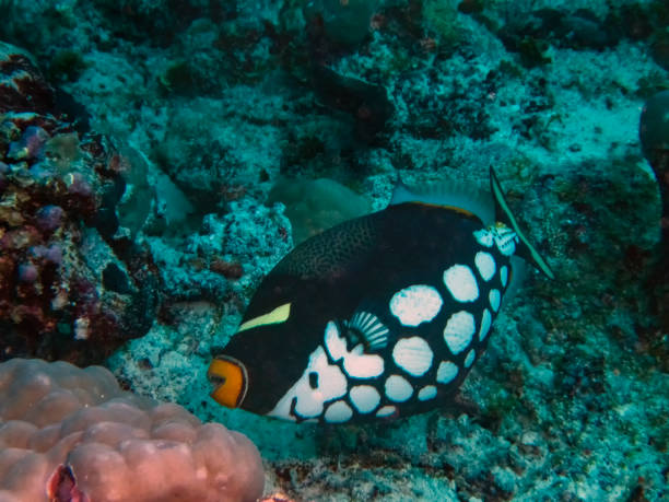 istock A Clown Triggerfish (Balistoides conspicillum) in the Indian Ocean 1076846130
