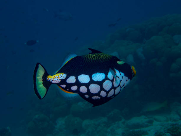 istock A Clown Triggerfish (Balistoides conspicillum) in the Indian Ocean 1076846240