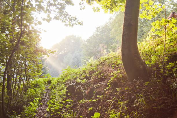 istock Spruce Tree Forest in Spring Illuminated by Sunbeams through Fog 1076848990