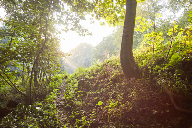 istock Spruce Tree Forest in Spring Illuminated by Sunbeams through Fog 1076849024