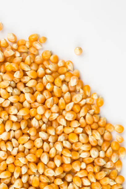 istock Dried corn isolated, on the white background. 1076849130