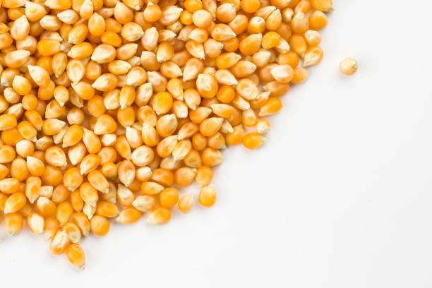 istock Dried corn isolated, on the white background. 1076849160