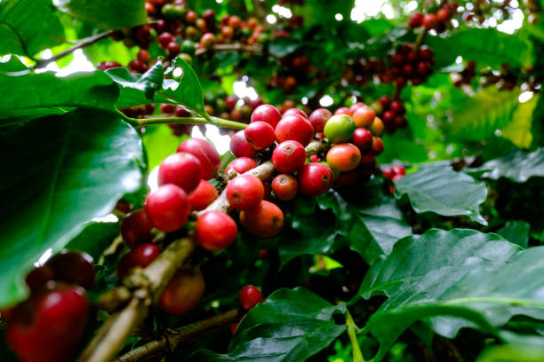 istock Ripen Coffee fruits on branch ready to harvest 1076849738