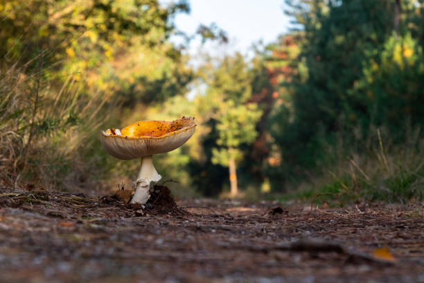 Mushroom on the path stock photo