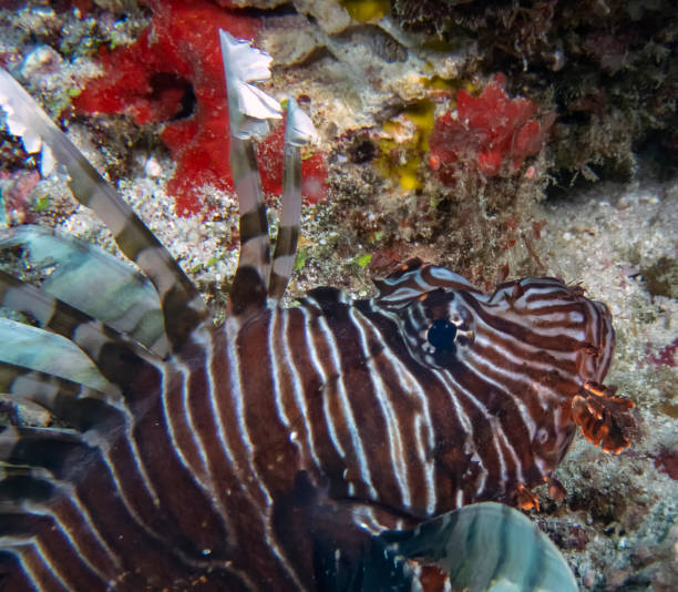 istock A Common Lionfish (Pterois volitans) in the Indian Ocean 1076850472