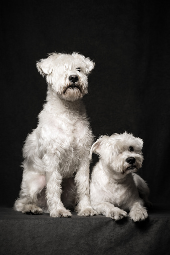 Two white schnauzer dogs are together on dark gray background.
