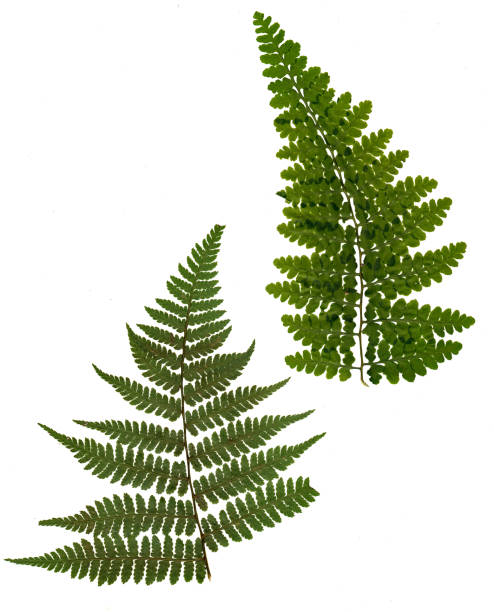istock dried, pressed green fern isolated on white background. 1076854878