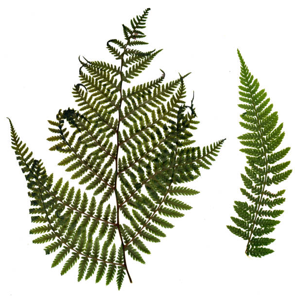 istock dried, pressed green fern isolated on white background. 1076854882