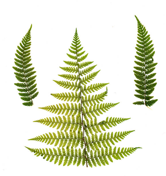istock dried, pressed green fern isolated on white background. 1076854884