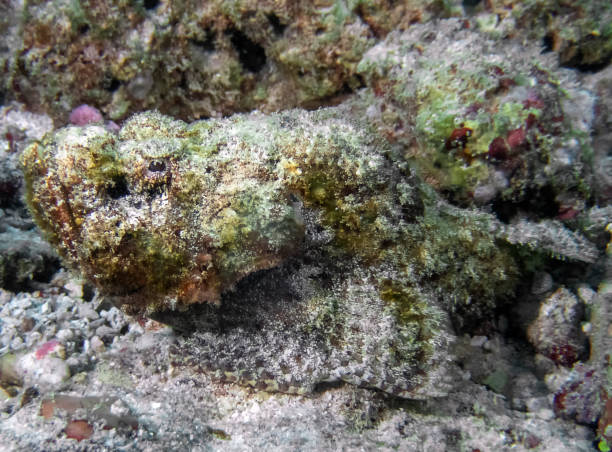 istock A Devil Scorpionfish (Scorpaenopsis diabolus) in the Indian Ocean 1076858384
