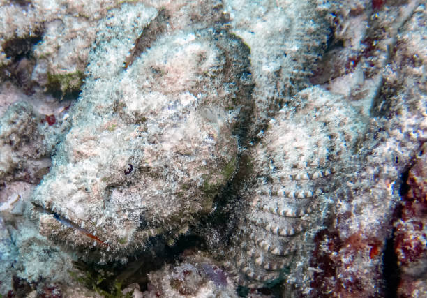 istock A Devil Scorpionfish (Scorpaenopsis diabolus) in the Indian Ocean 1076858398
