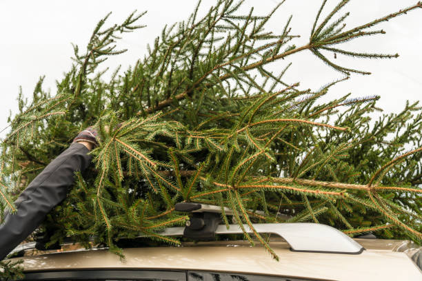 istock Spruce tree on the car roof 1076863110